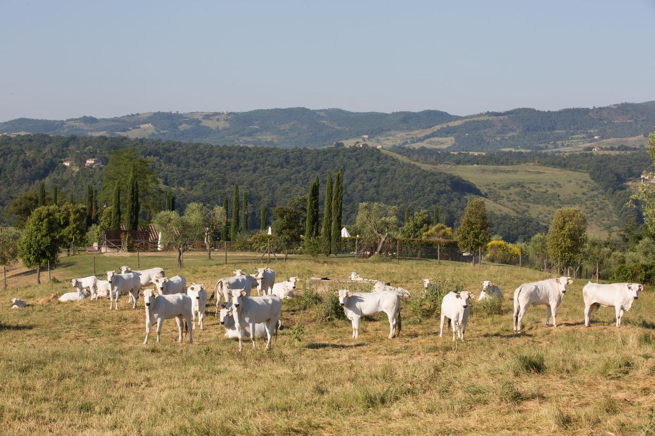 Poggiovalle Tenuta Italiana Città della Pieve Exterior foto